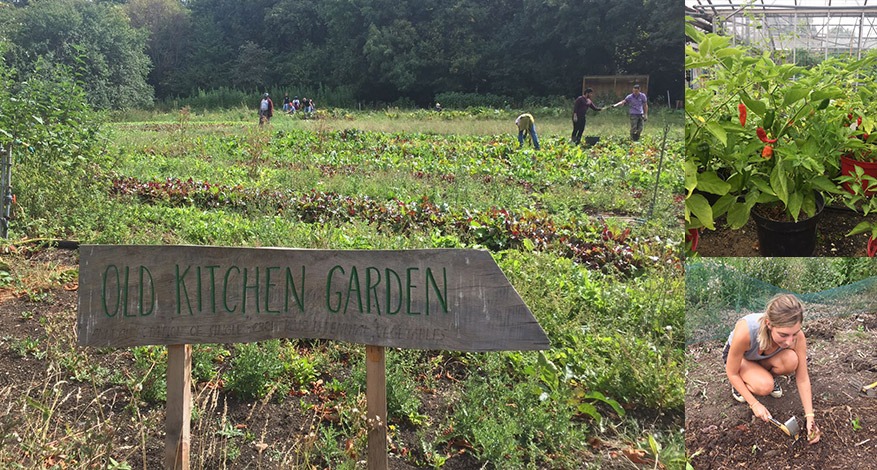 Outdoor and indoor produce growing at Organiclea