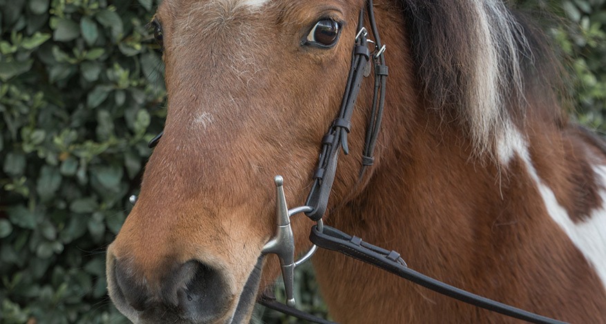 A horse at the diamond centre that provides horse riding therapy