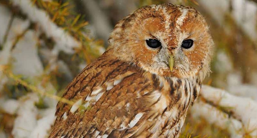 Owl in snowy tree at Suffolk Owl Sanctuary