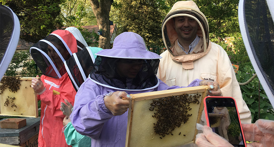 People bee-keeping at bee urban charity