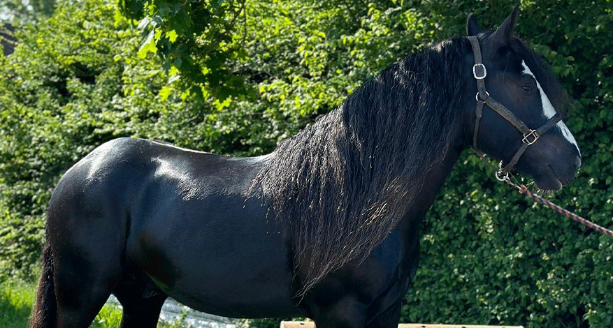 black pony standing in trees