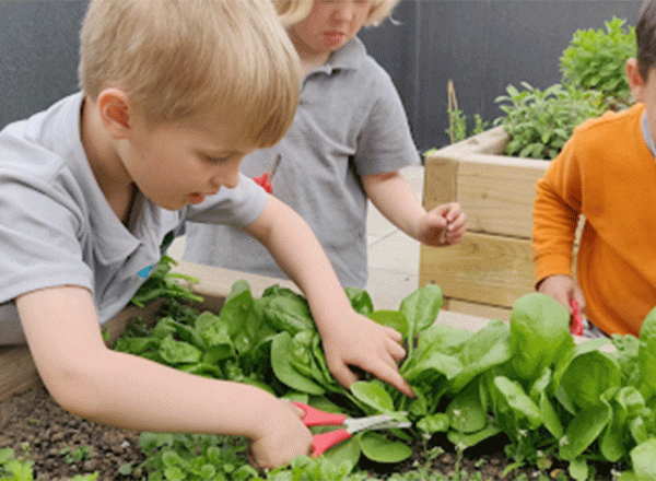 Three little children planting lettuces